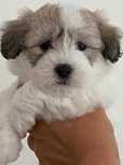 Szczeniak Coton de Tulear