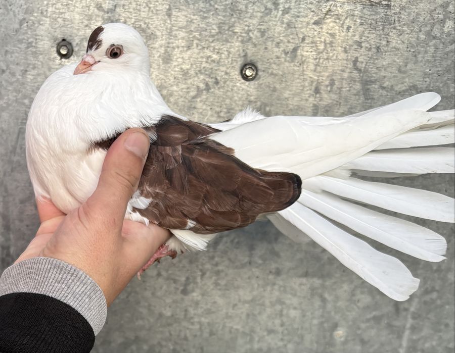 Sprzedam orliki szariki