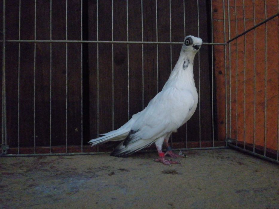 gołębie ozdobne szeki  innaczej strywki