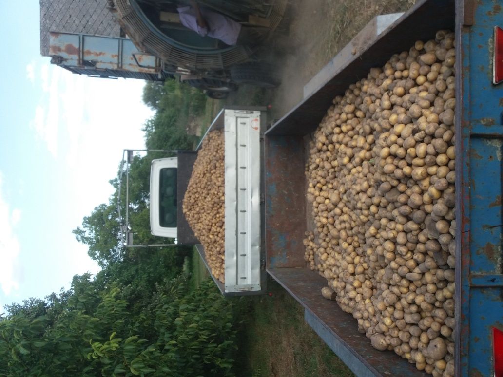 Ziemniaki  sanshay colomba  quin anna wielkość kaliber 35