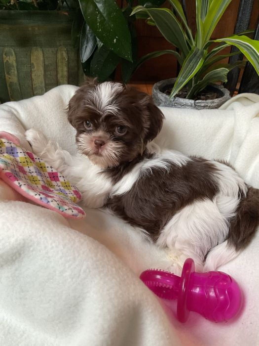 Shih-Tzu Suczki Salonowe!