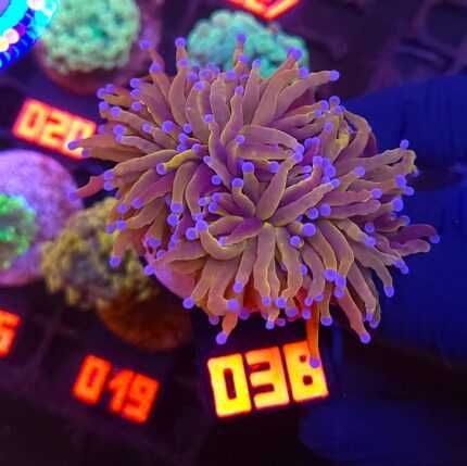 Euphyllia glabrescens new york knicks NYK (038)