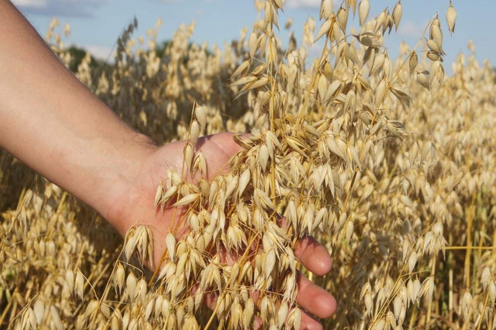 25 ton Owies ozimy SNOWBIRD rok po c1 pasza karma koń