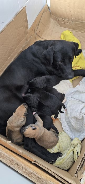 Filhotes arraçados de Labrador