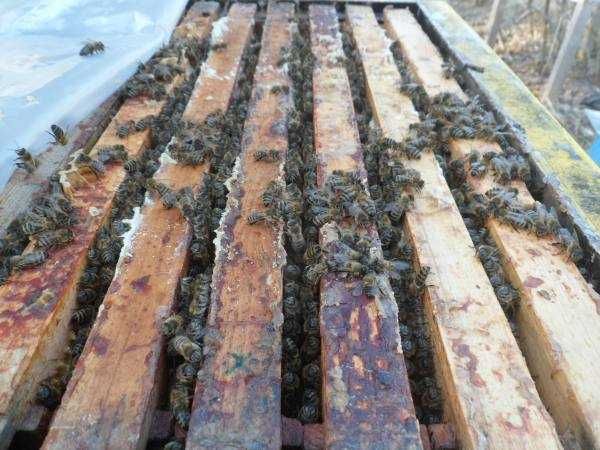 Пчелопакеты пчелосемьи продам
