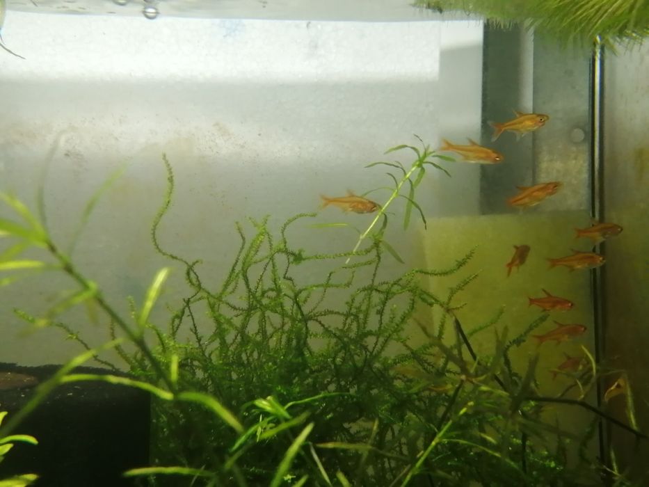 Bystrzyk  amandy (poziomkowy)