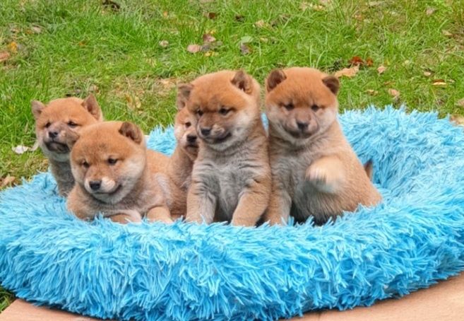 Shiba inu szczeniaczek