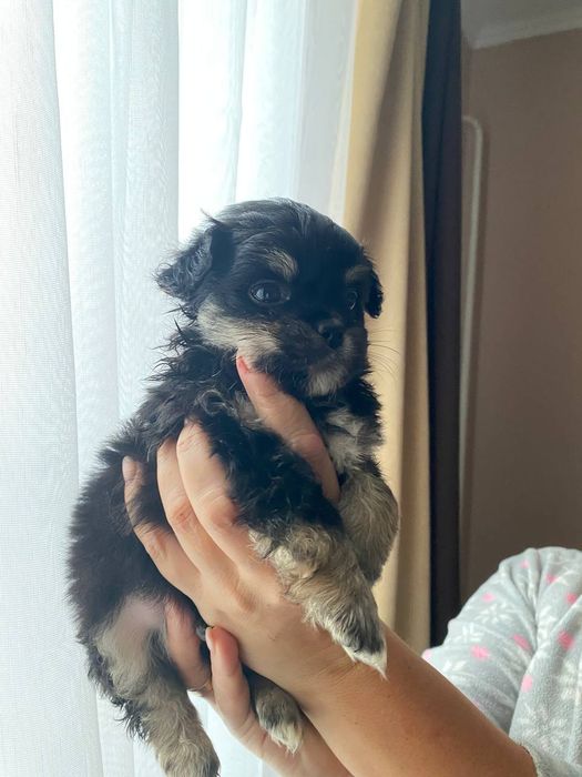 Собачки  метисти, пекінес мама  тато не відомо))) зводили з пекінесом