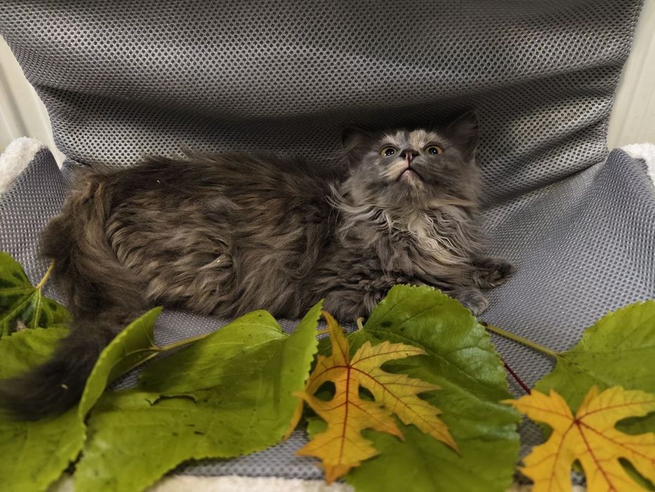 Кішечка, віком 3 місяці в пошуках родини