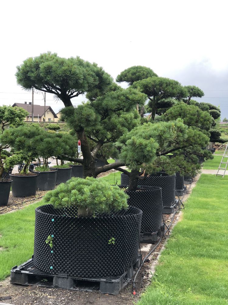 Bonsai Niwaki sosna jałowiec drzewa duże okazy alejowe BONSAI PARK