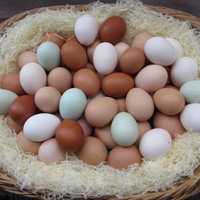 Інкубаційний яйця цілий рік