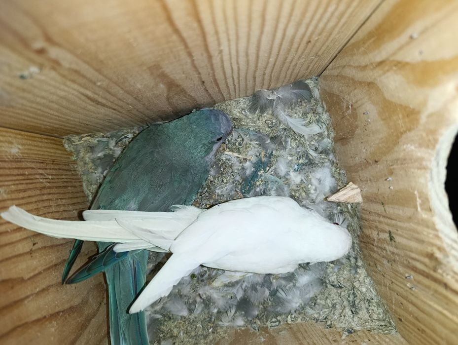 Casal de Conures