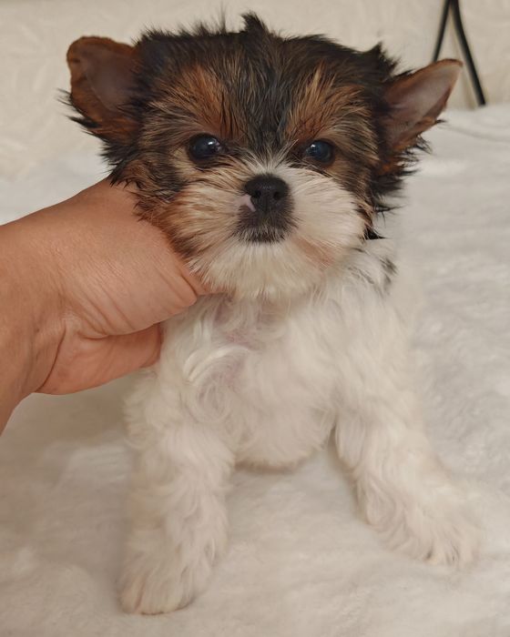 Продаётся не большая девочка Бивер Йорк.