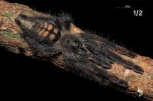 Psalmopoeus irminia L2