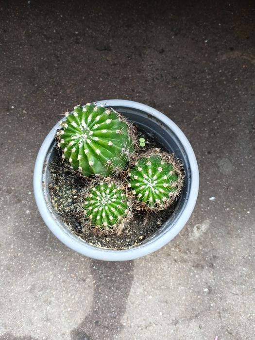 Três Cactus verdes