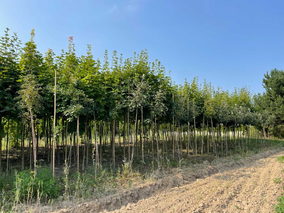 Drzewa alejowe/Klon/Lipa/Dąb/Jarząb/Katalpa z gruntu