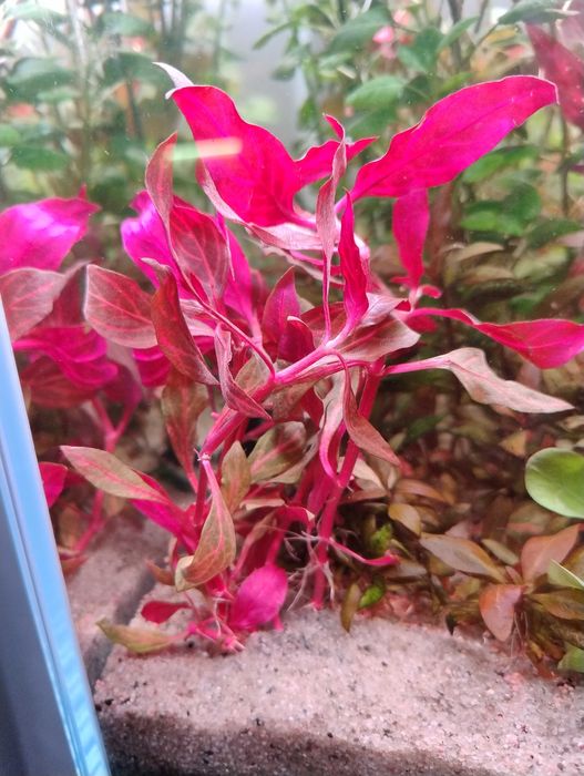 Rośliny akwariowe, Bucefalandra, Reinecki, Ludwigia, Cryptocoryne,inne