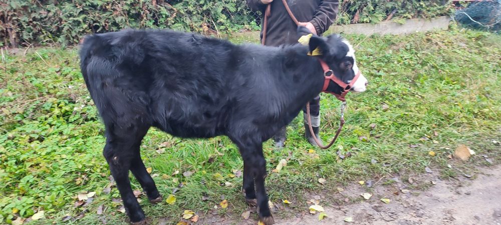 Sprzedam jałówkę MM