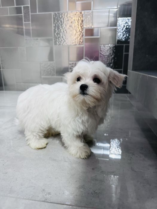 Maltanczyk suczka sliczna