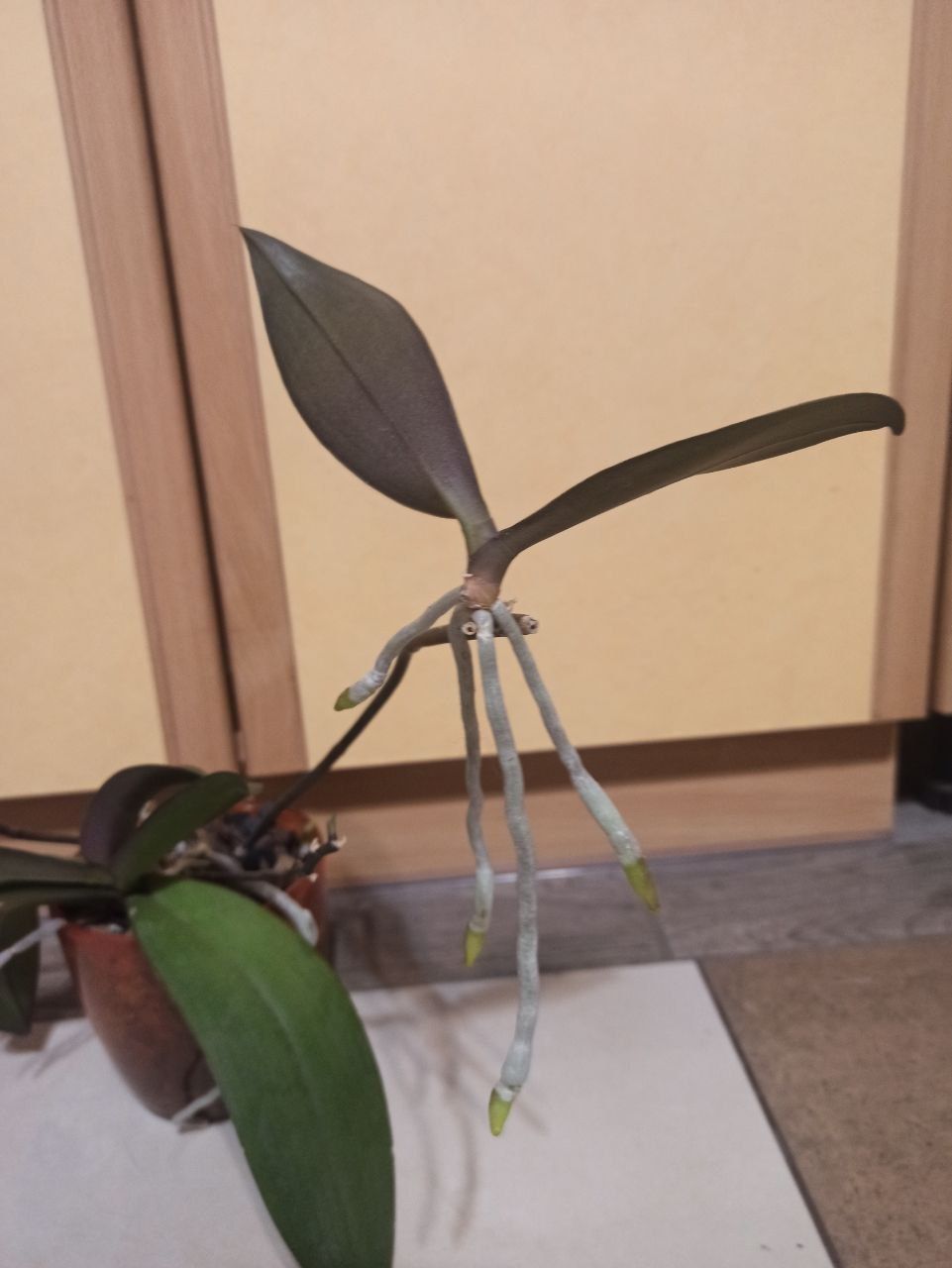 Композиція з Орхідей рослина квіти вазони зелень