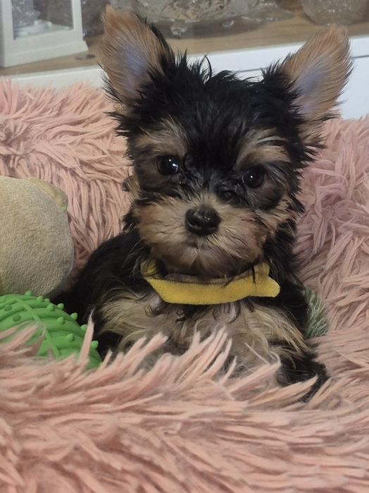 Yorkschire Terrier