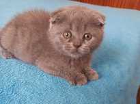 Gato Scottish Fold