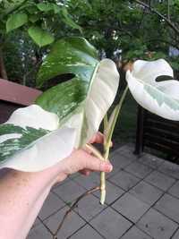 Monstera Deliciosa Variegata szczyt matecznika