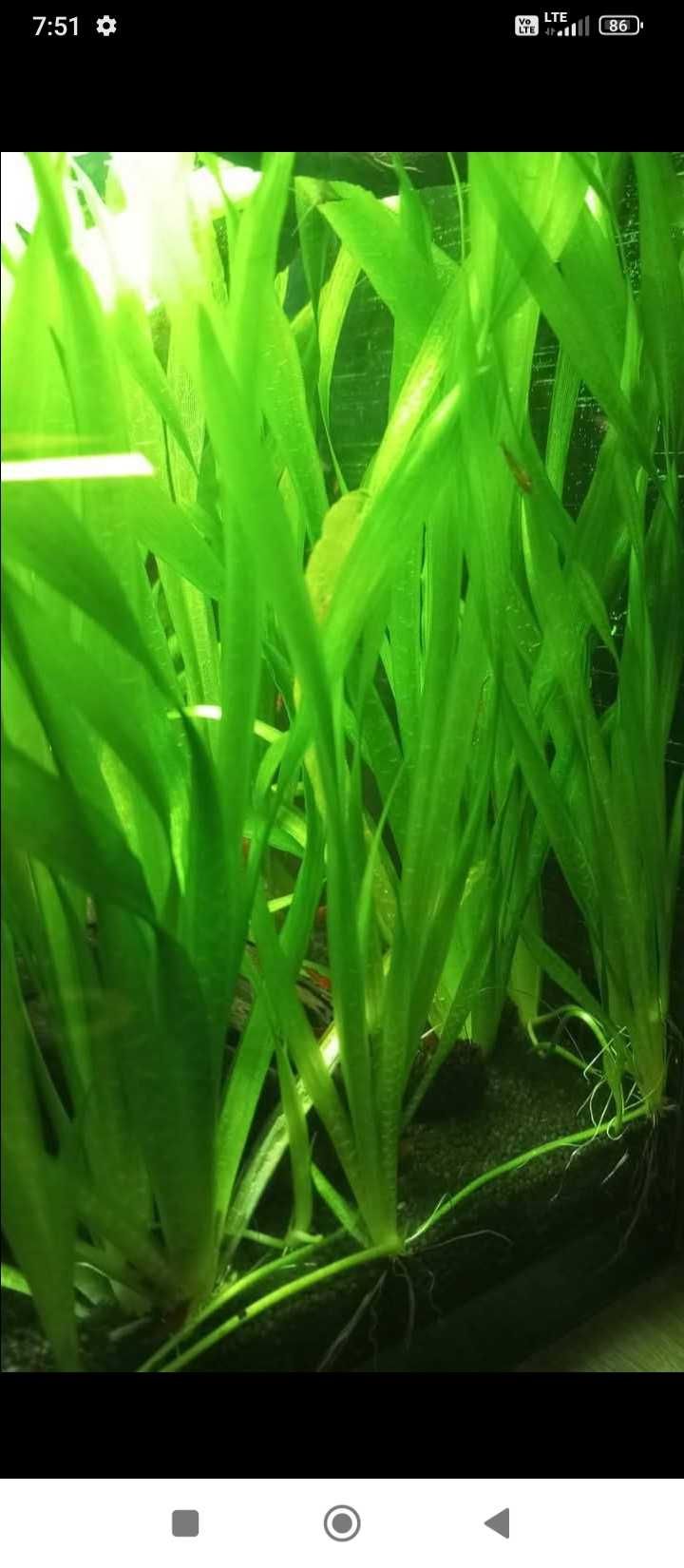 vallisneria asiatica