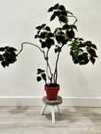Coleus | 60cm // planta interior