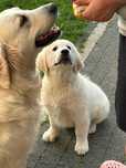 Szczeniaczek Golden Retriever ZKwP FCI