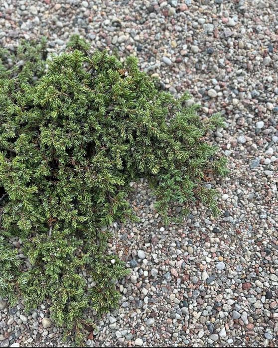 Żwir Lokalny / Kamień / Ogród