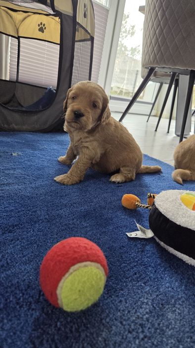 Goldendoodle suczka