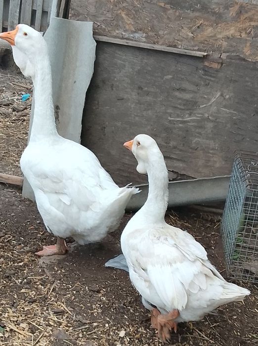 Продам домашні півні кури,гуси.
