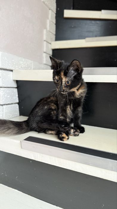 Отдам котенка в добрые руки