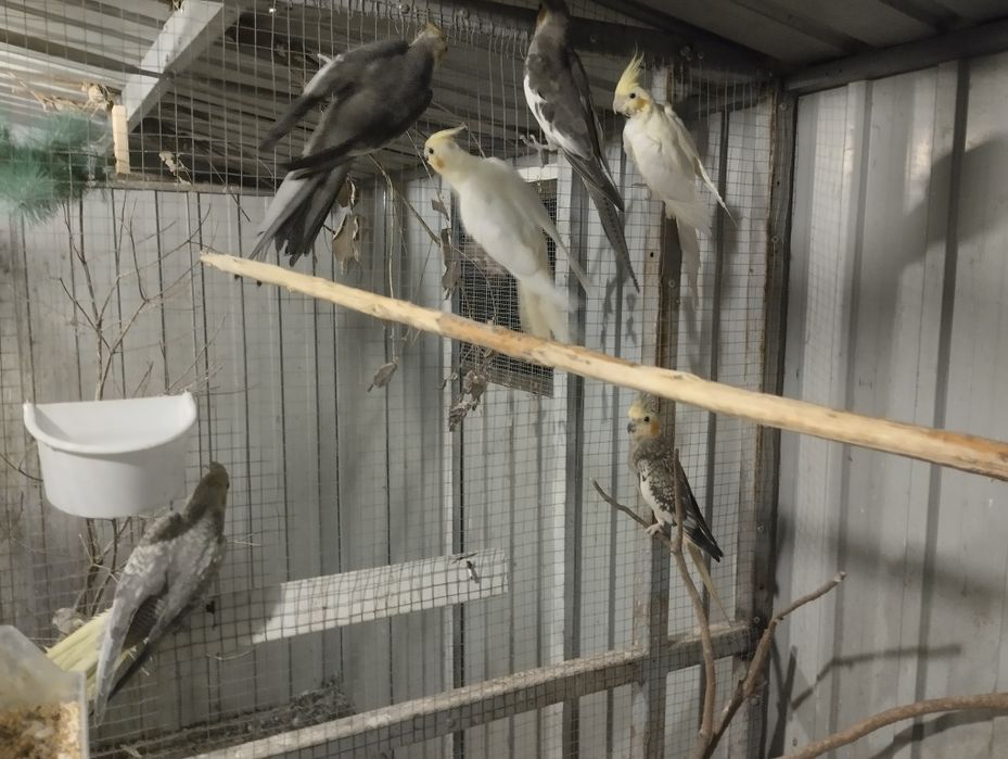 Tenho estes  6 irmãos que procuram nova casa