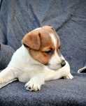 PIESEK Jack Russell Terrier ZKwP (FCI)