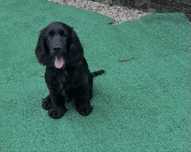 Cocker spaniel angielski piesek gotowy do pokochania