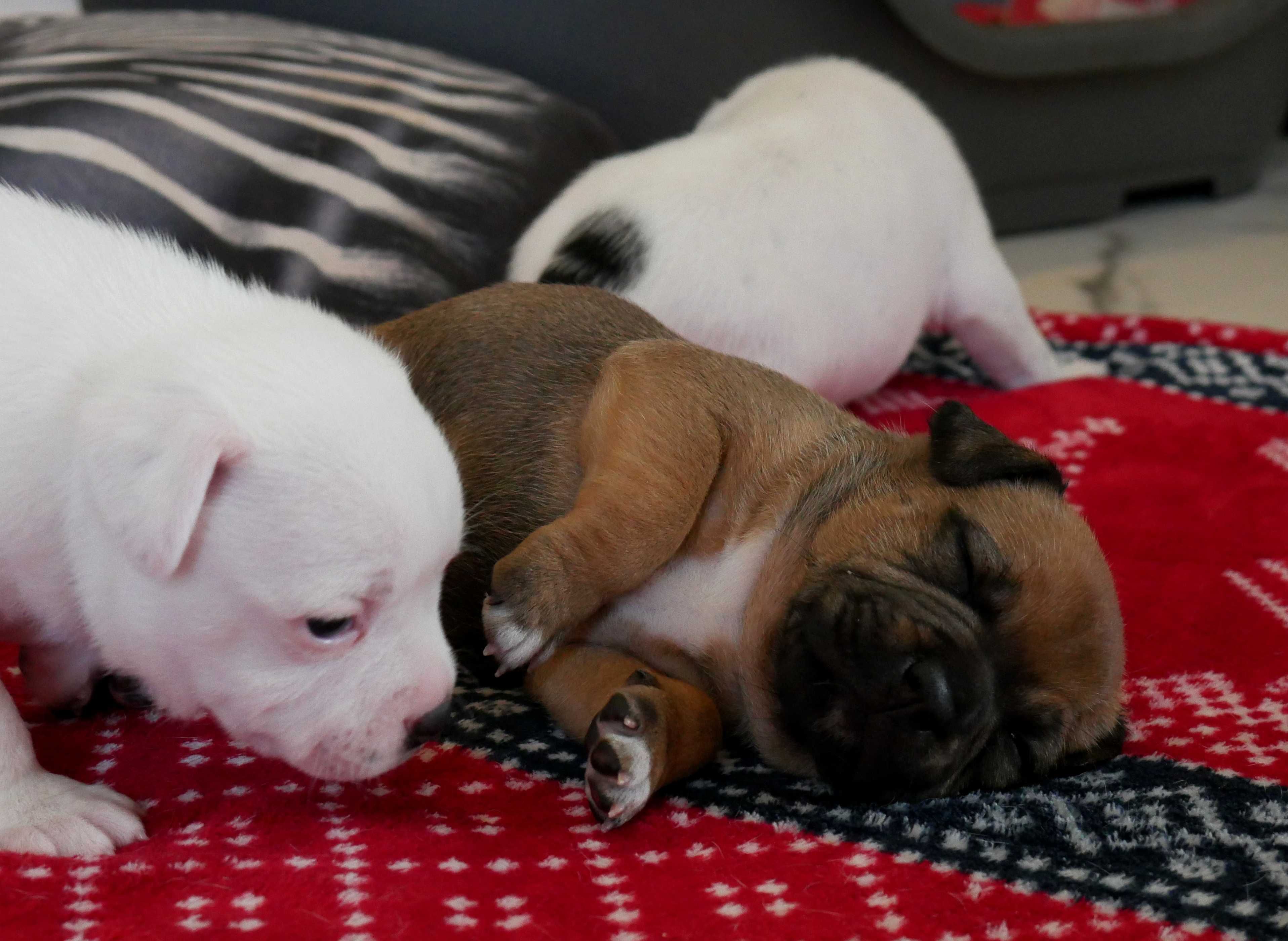 Staffordshire Bull Terrier ZKwP , Staffik FCI, piękna ruda SUCZKA - 1