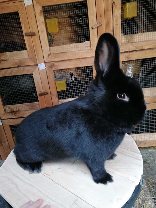 Króliki Wiedeńskie czarne niebieskie