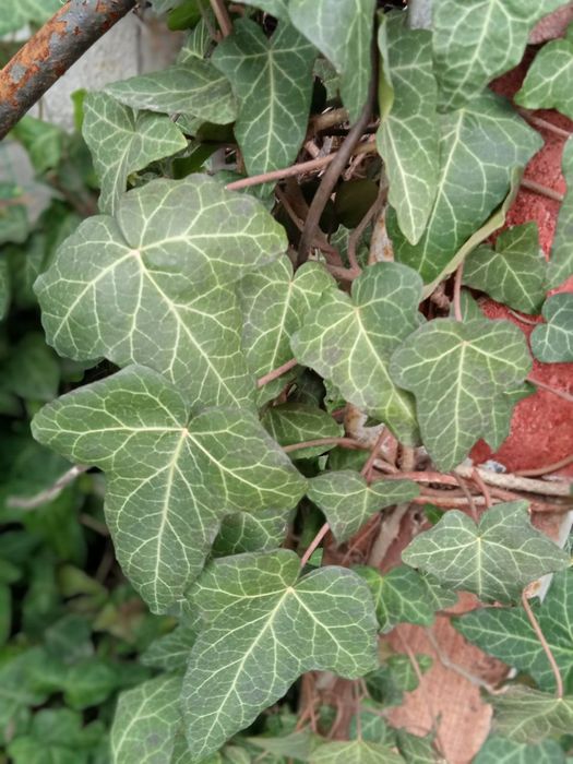 Плющ вічнозелений