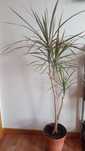 Dracaena marginata