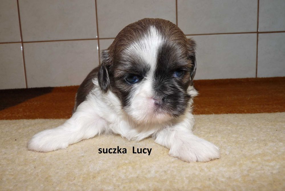 Shih Tzu, suczka Lucy do odbioru od 24 grudnia.