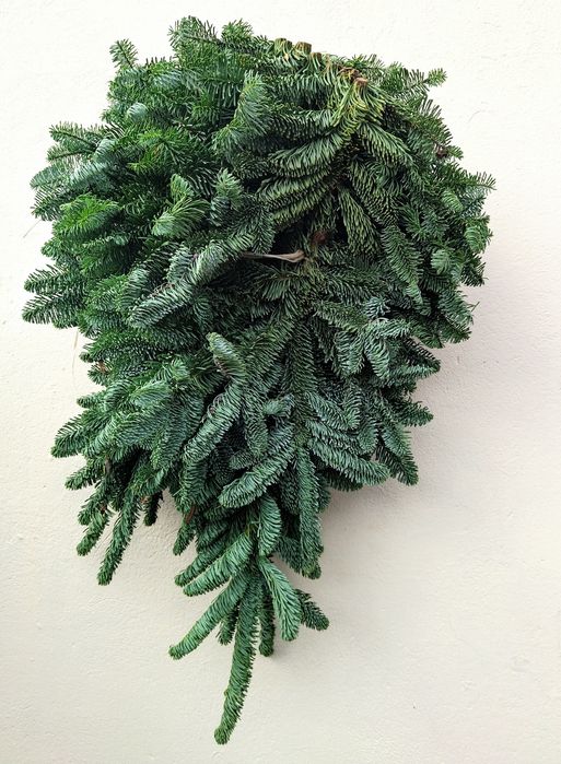 Jodła nobilis pięknie wybarwiona 5-5.5kg