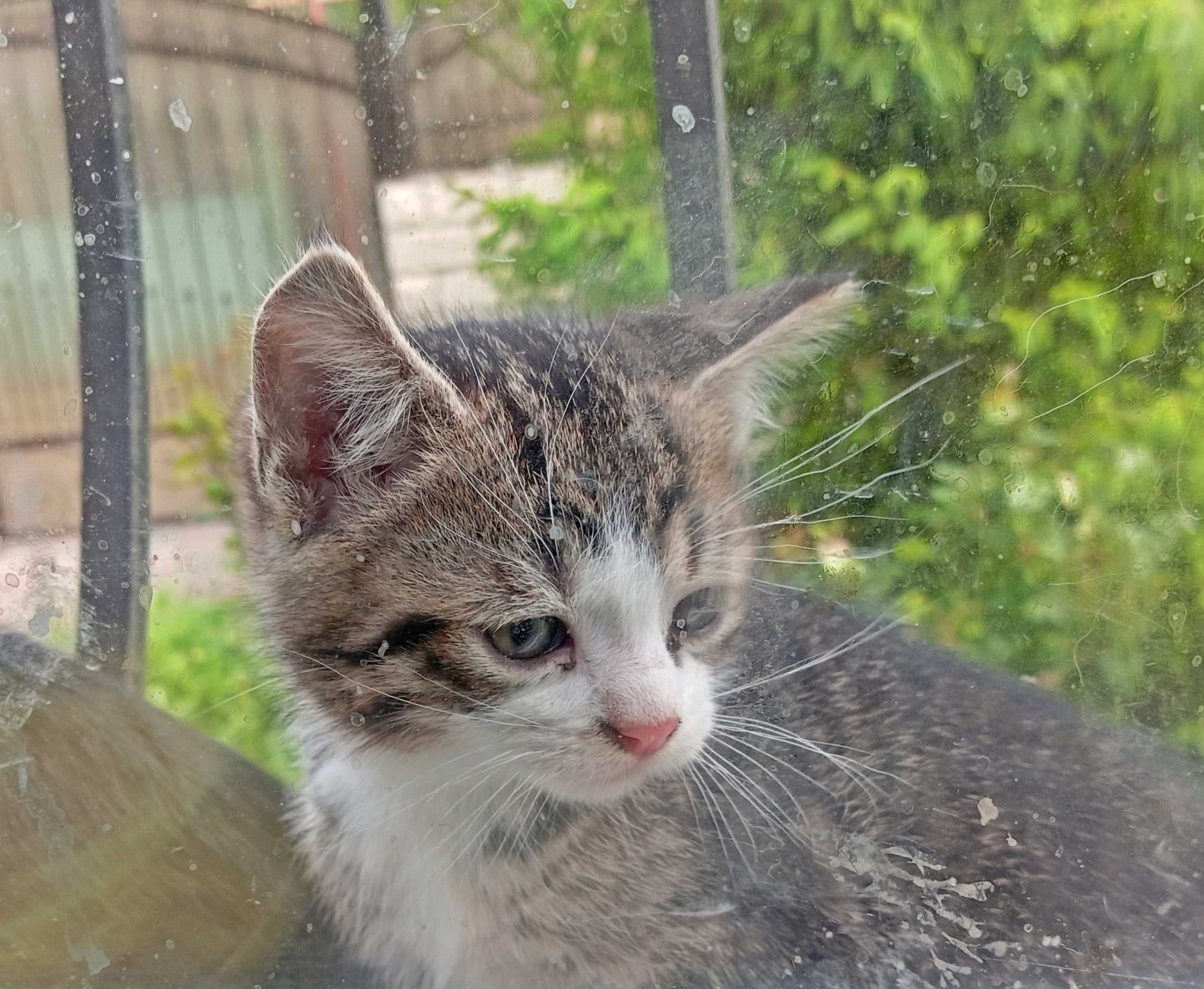 Котенок , кот, кошка