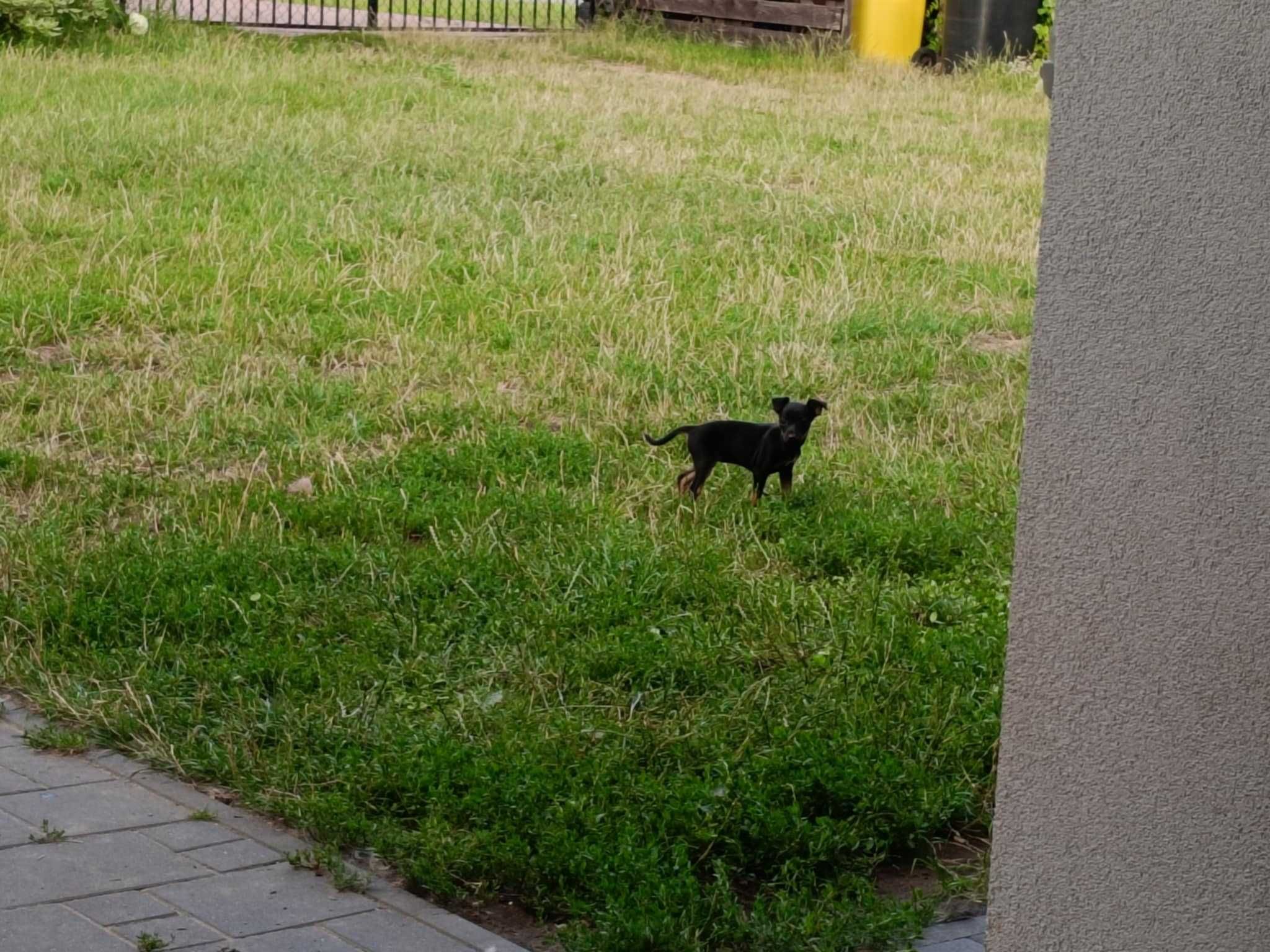 Pinczerek miniaturka,ratlerek