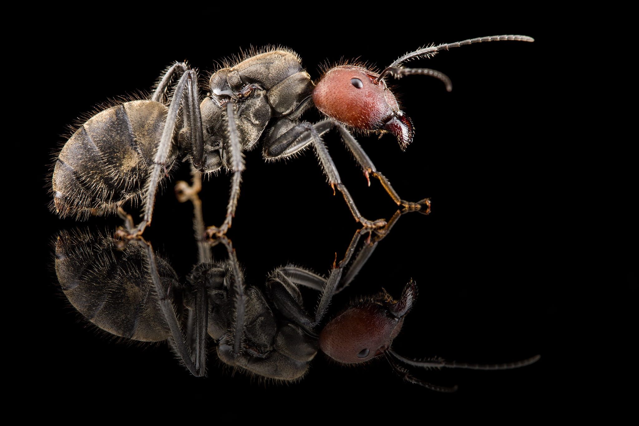 Camponotus singularis - Królowa