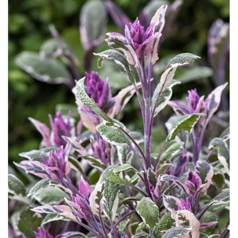 Salvia officinalis Tricolour Szałwia lekarska