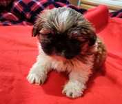 Shih Tzu szczeniaczek piesek