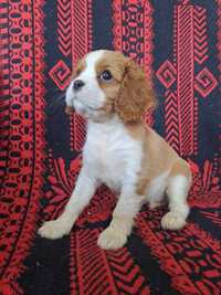 Suczka Blenheim Cavalier King Charles Spaniel