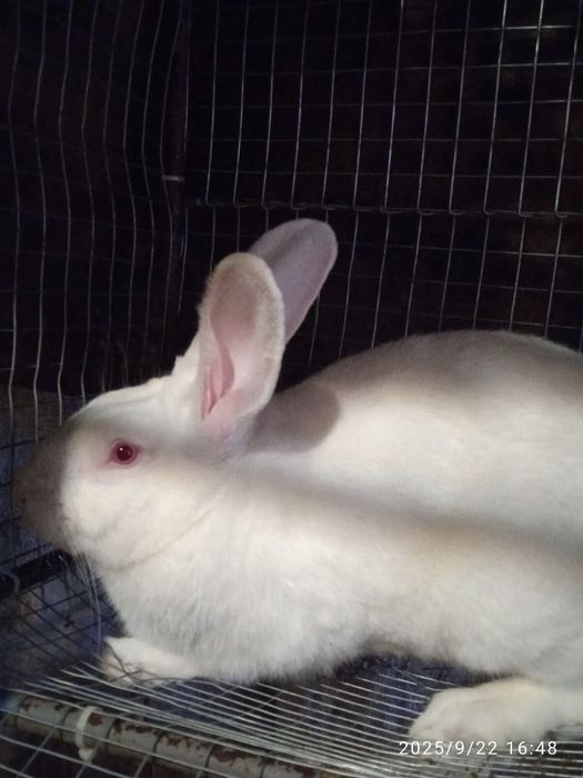 Кролі продам (самці)термони